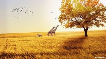 fields giraffe elephant bird