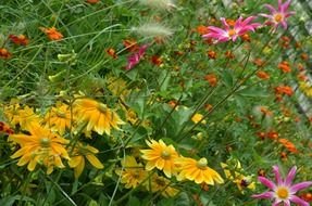 picture of the colorful flower meadow