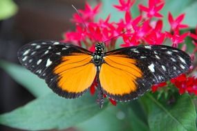 butterfly sitting on the flower