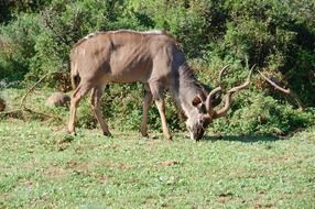 fabulous kudu