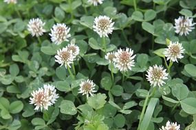photo of white clover buds in the forest
