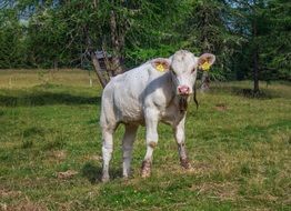 white calf among green nature