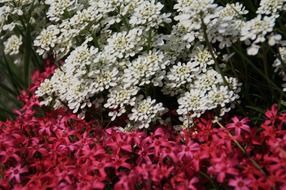 flowerbed with white and pink flowers