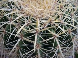 close-up of big dense spikes of a spherical cactus