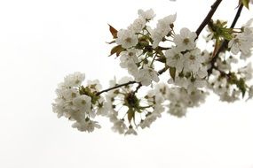 white cherry blossom in spring