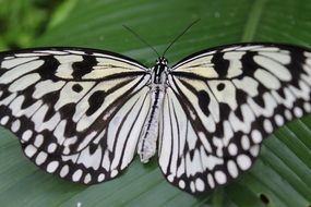 butterfly with white and black spots on a green leaf close up