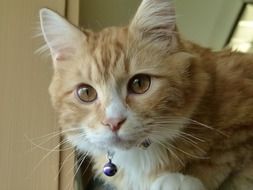 ginger domestic kitten with a collar close-up