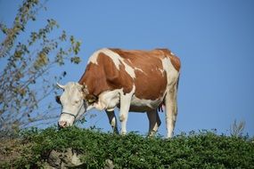 spotted cow on top of a farm hill
