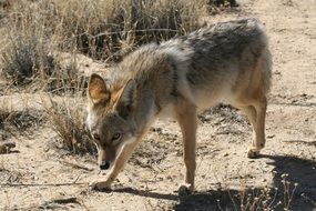 awake coyote predator wildlife