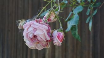 rose transience plant