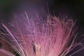 fluffy silk tree flower
