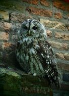 gray owl near a brick wall