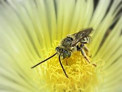 insect on spring yellow flower