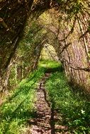 Green grass in willow tunnel