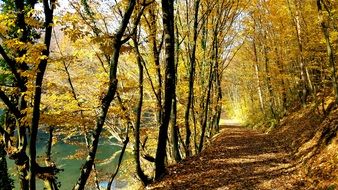 trail in the park covered with yellow leaves on a sunny day