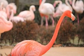 flamingo is a bird with a long neck