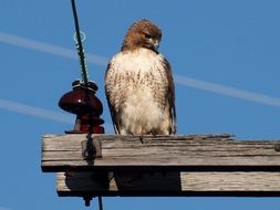 Beautiful red tailed hawk in wildlife