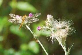 dragonfly on inflorescences of milk thistle