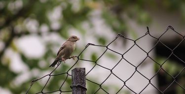 sparrow on a wire fence