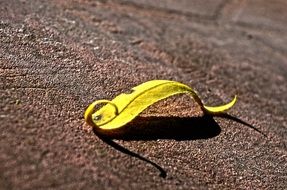 yellow leaf on the ground