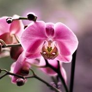 orchid is the art of flowers