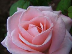 rose close up