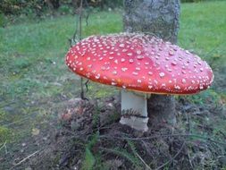 large round amanita grows near a tree