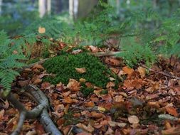 green fern over dry foliage in the forest