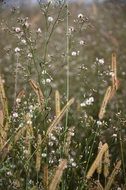 natural green plants in the meadow