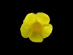 yellow small flower on black background