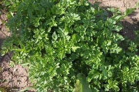 green parsley herbs
