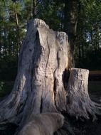 stump wood tree