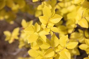 golden foliage of a tree in autumn park