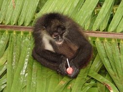 Monkey in Honduras
