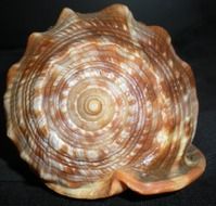 Big beauty shell