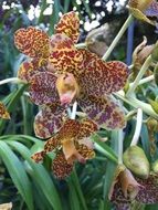 blooming tiger orchid in the flowerbed in the garden