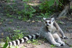 apes ring tailed lemur sitting wilderness