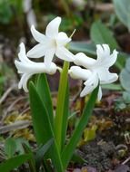 White hyacinth in spring