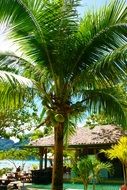 coconut tree palm