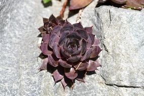 houseleek plant garden on stone