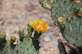 yellow cactus flower in arizona