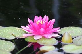 pink lily in the middle of the pond
