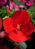 Picture of the red flower