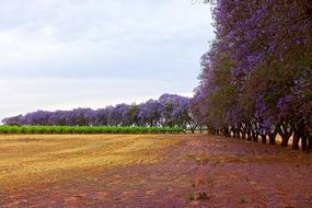 flowering jacaranda trees