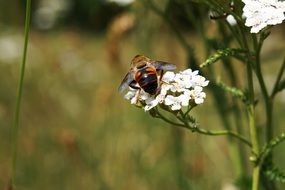 bee on a white blossom