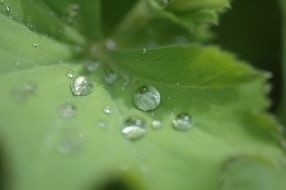 dewdrops on the plant leaf