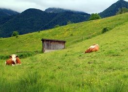 cows on the green mountain slopes