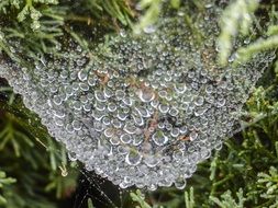 spider web after heavy rain close up