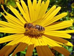 bee pollinating a yellow straw flower