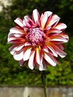 amazing aster flower in a garden